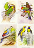 3 Bogen mit 4 Grundmotive "Papageien"